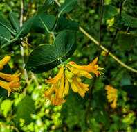 Image of Orange Honeysuckle