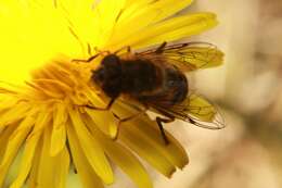 Слика од Eristalis pertinax (Scopoli 1763)