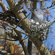 Image of gnatcatchers