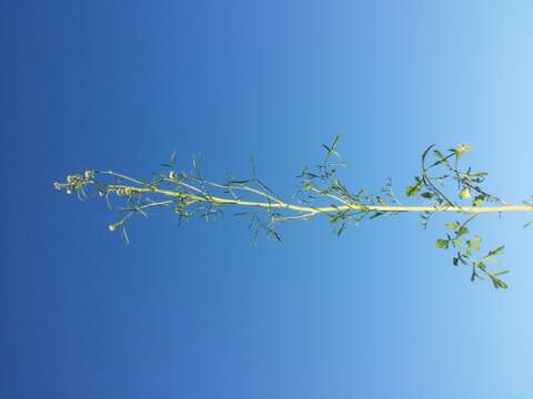 Image of gardencress pepperweed