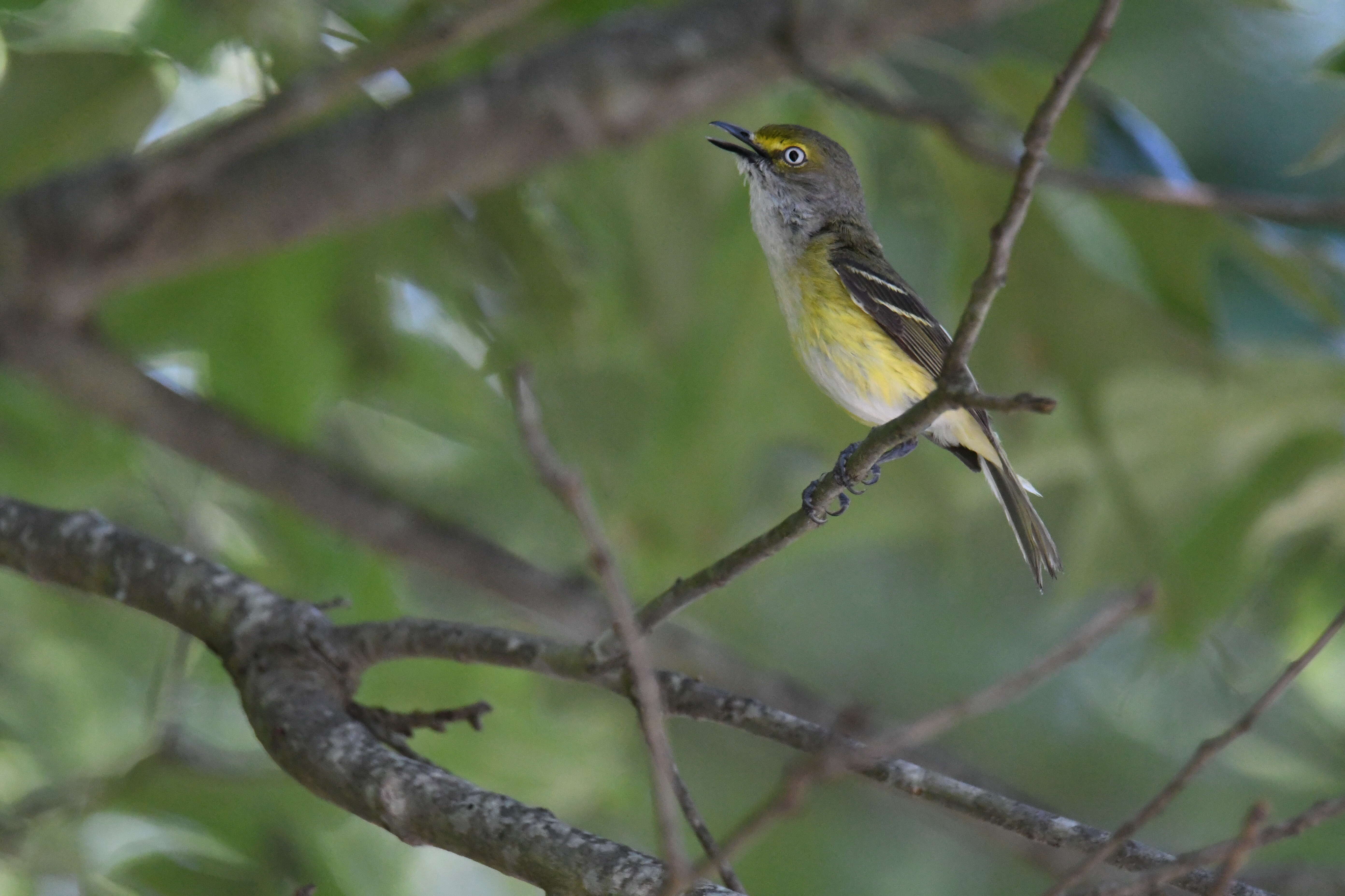 Слика од Vireo griseus (Boddaert 1783)