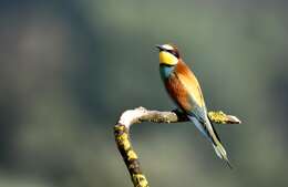 Image of bee-eater, european bee-eater