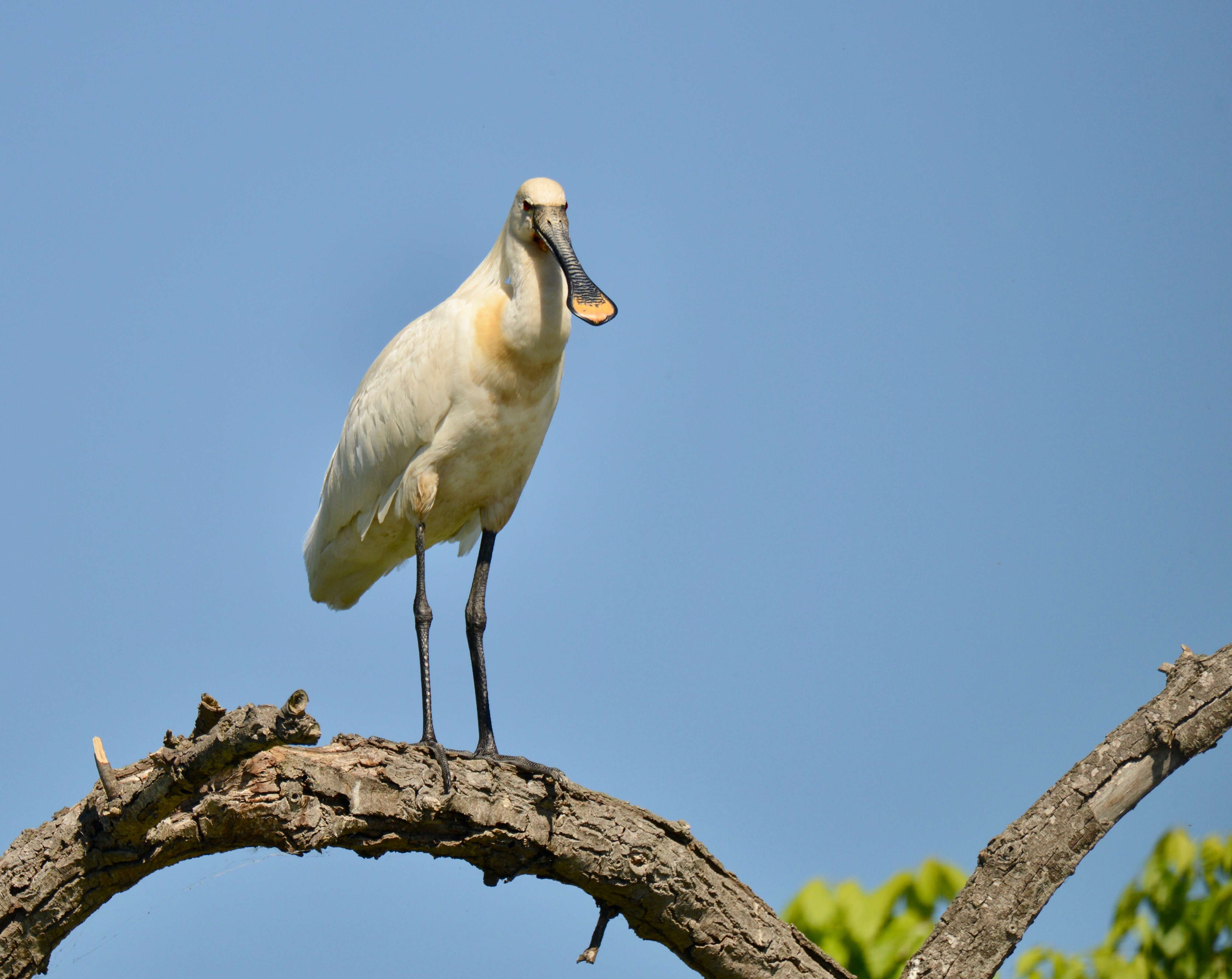 Image of spoonbill, eurasian spoonbill