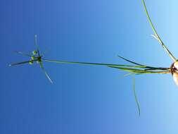 Слика од Cyperus eragrostis Lam.