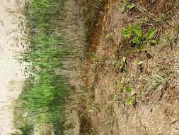 Image of Jersey cudweed