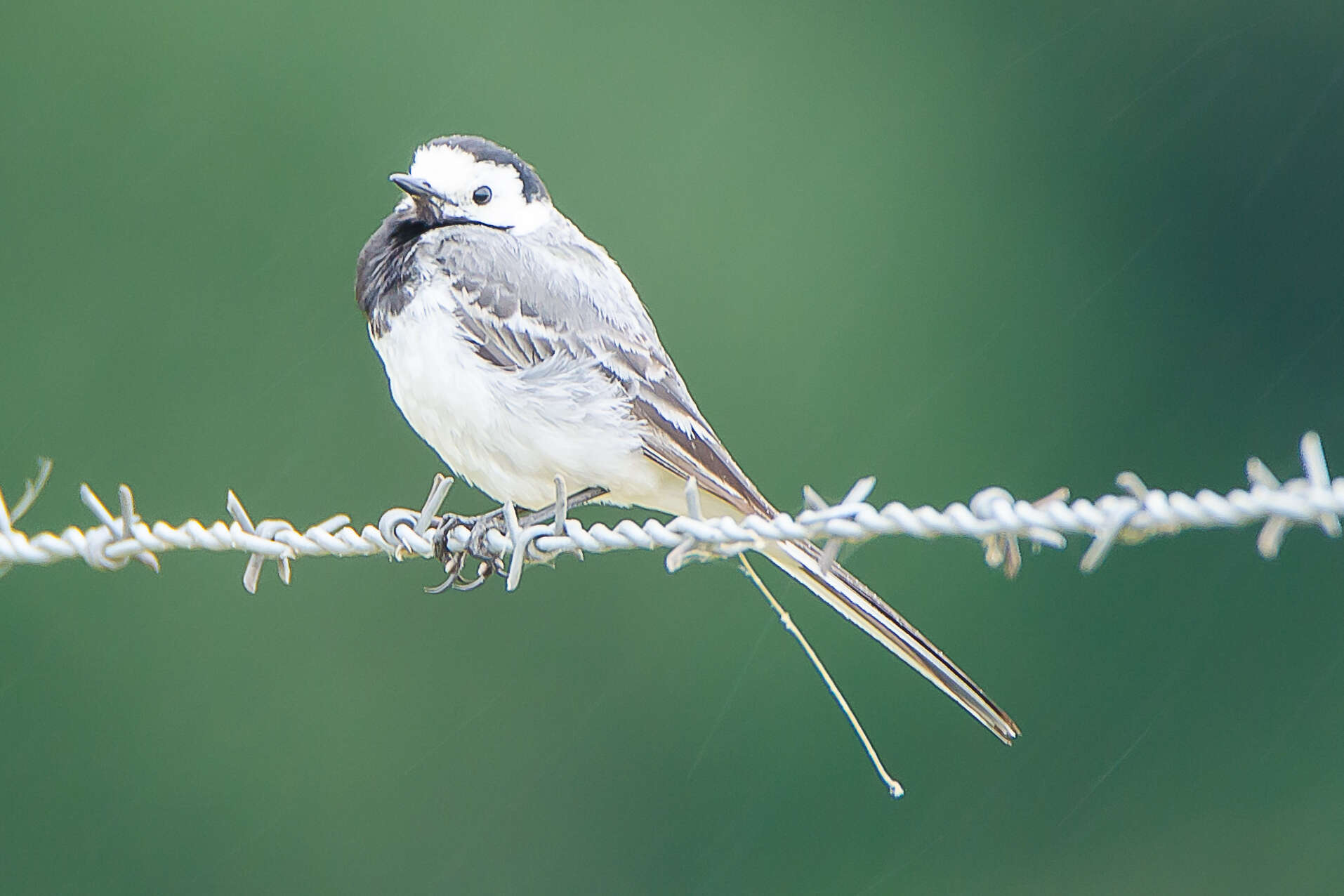 Image of Pied Wagtail and White Wagtail