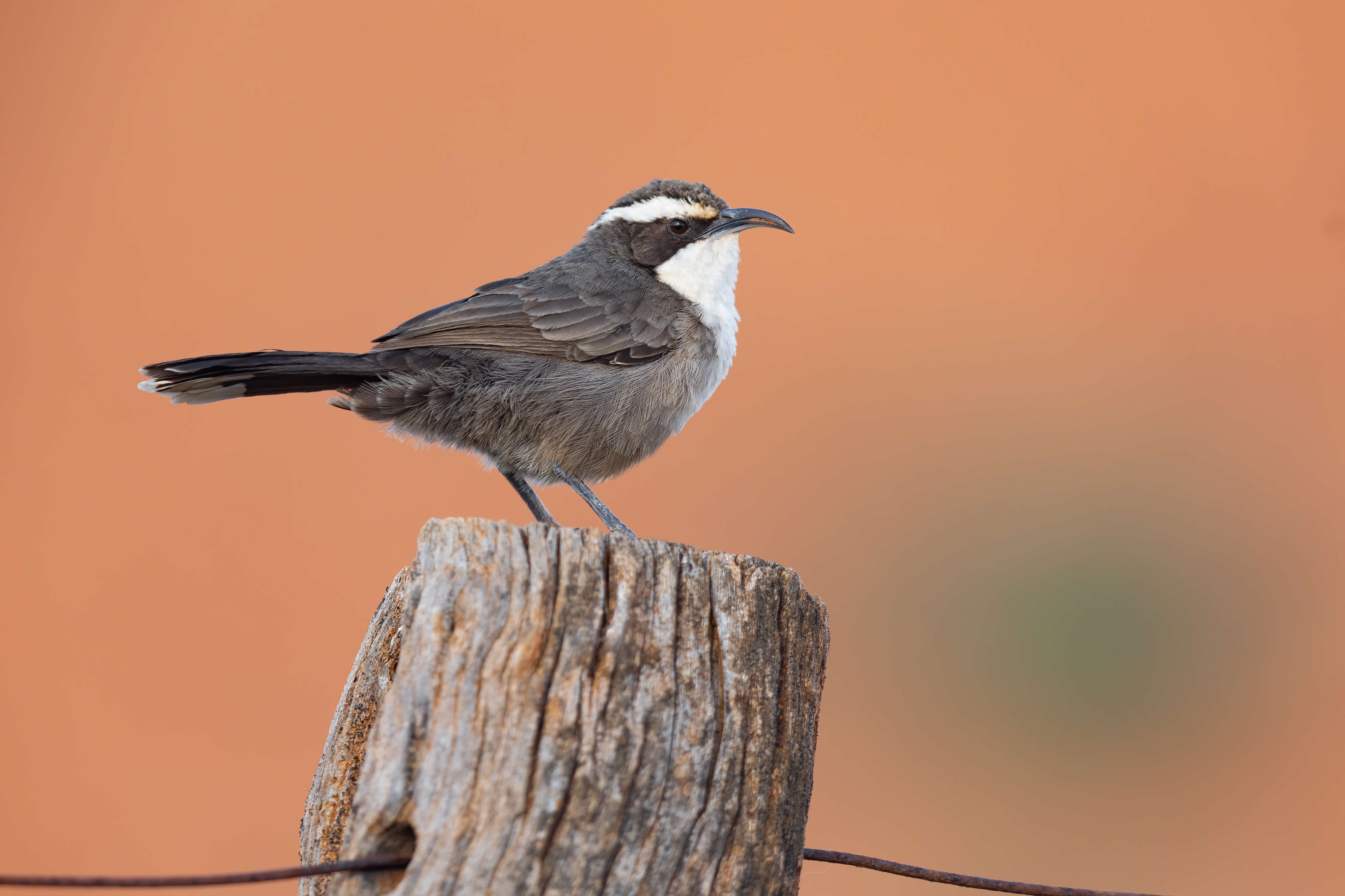 Image of White-browed Babbler