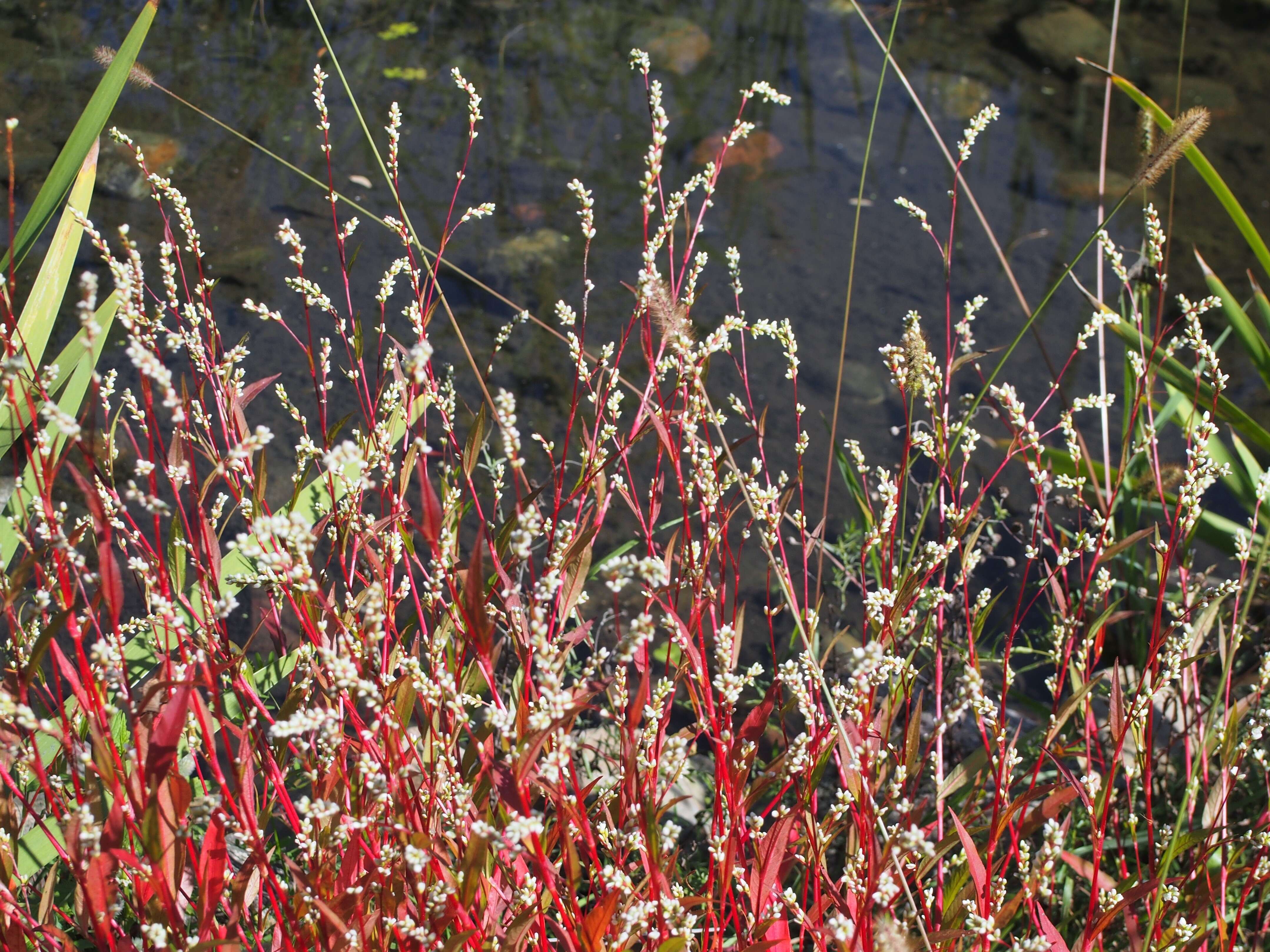 Image of Pygmy Smartweed