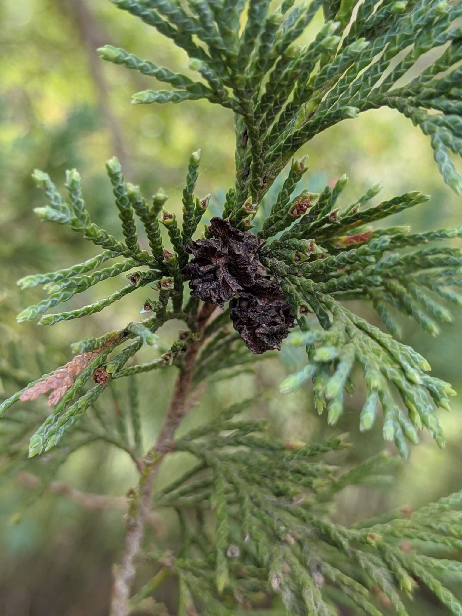 Image of Atlantic White Cedar