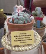 Image of rebutia