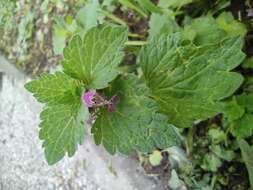 Image of purple archangel