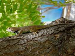 Image of Duges' Spiny Lizard