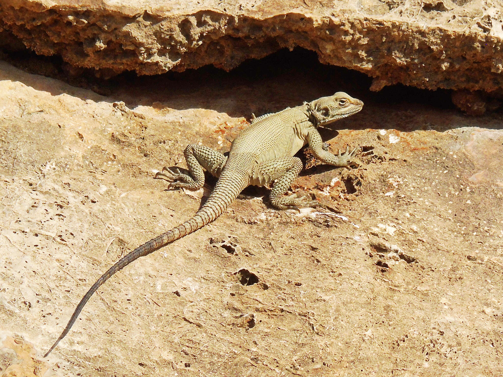 Image of Caucasian Agama