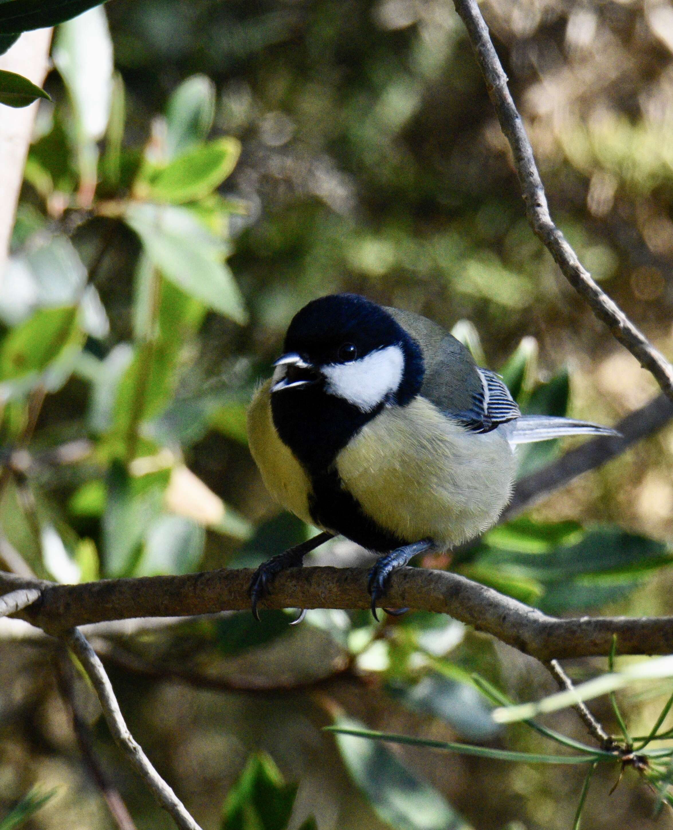 Image of Great Tit