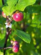 Image de Solanum aethiopicum L.