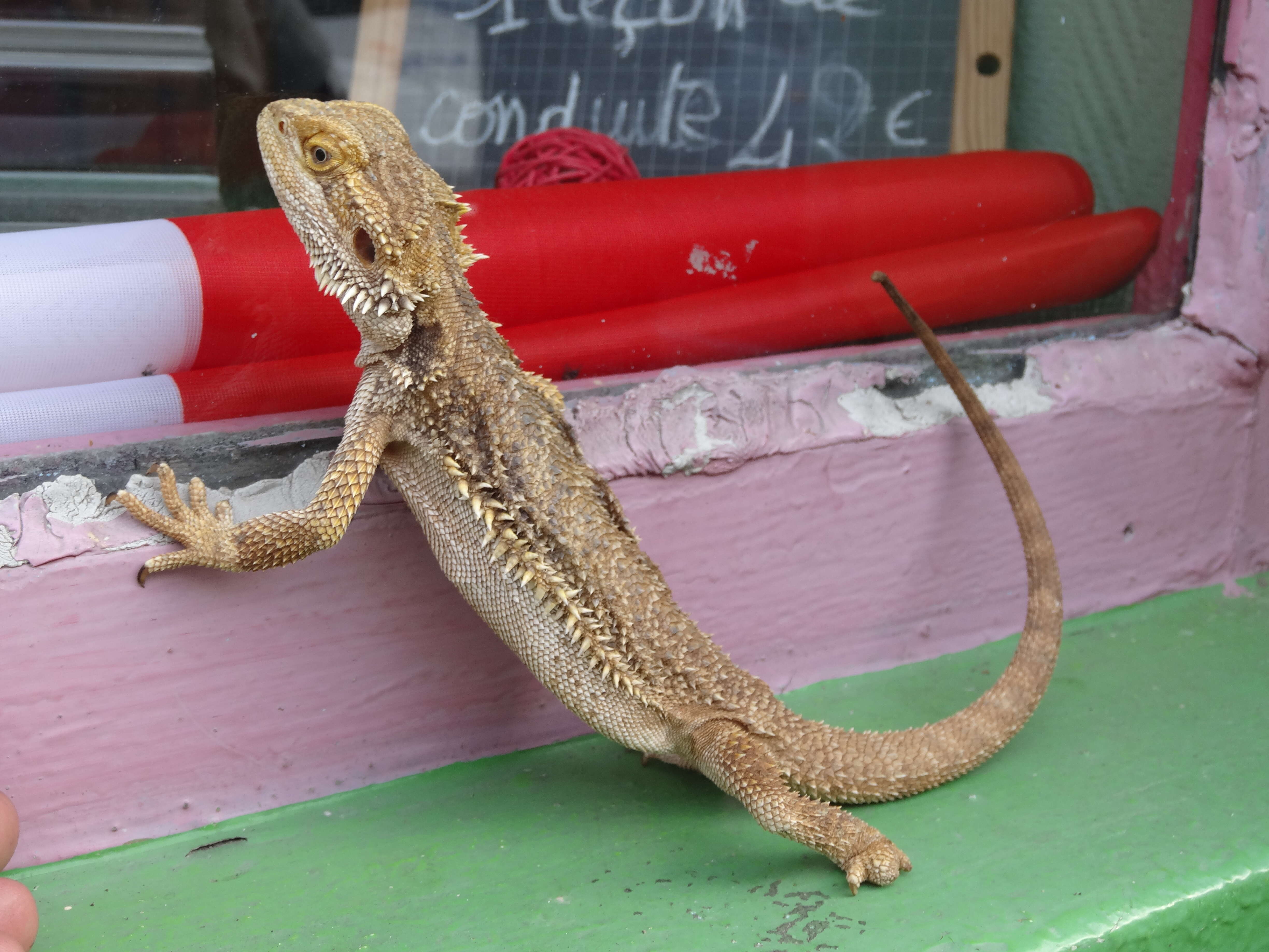 Plancia ëd Pogona vitticeps (Ahl 1926)