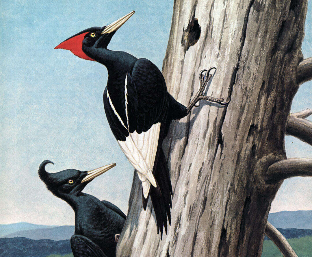 Image of Imperial Woodpecker