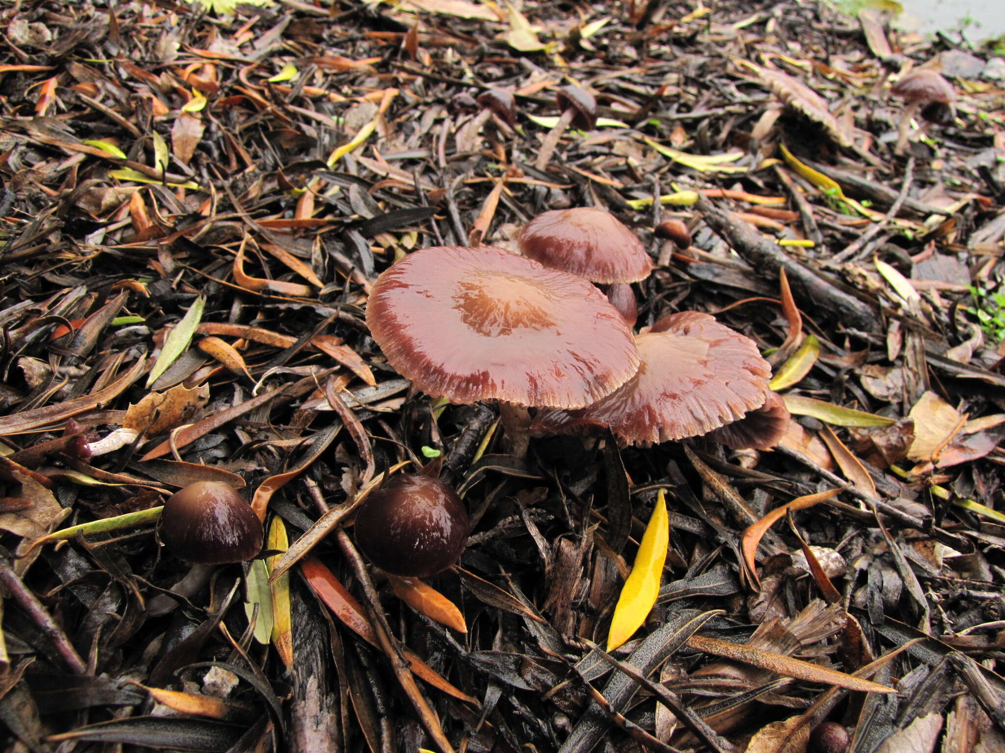 Image of Psathyrella bipellis (Quél.) A. H. Sm. 1946