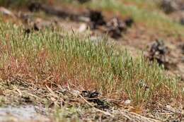 Image of early hair-grass