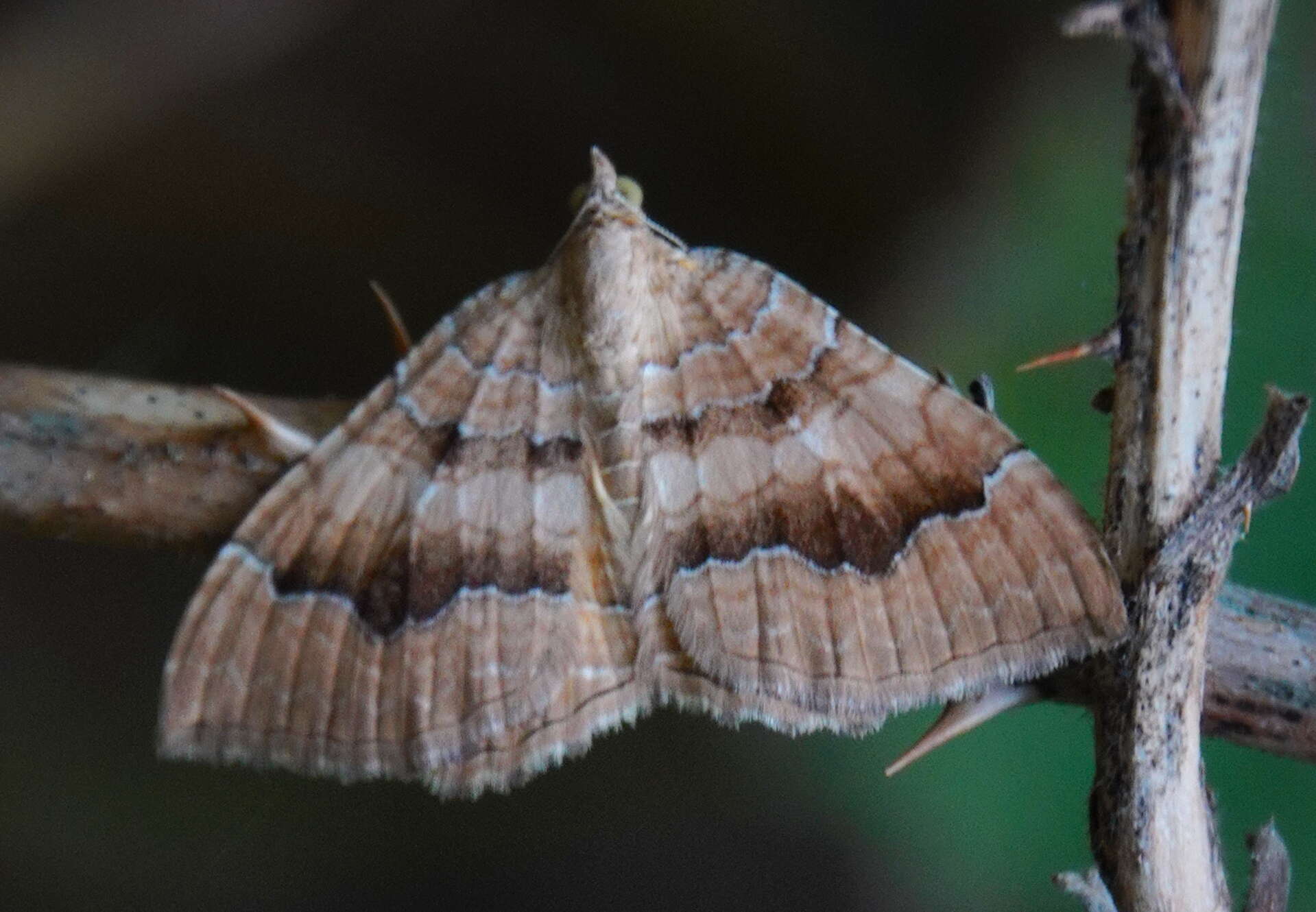 Image of Camptogramma bilineata