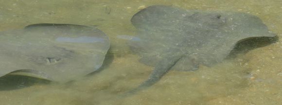 Image of Chupare Stingray