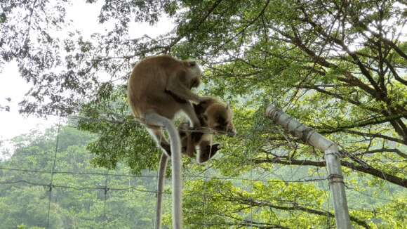 Image of Long-tailed Macaque