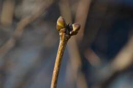 Image of Common Lilac