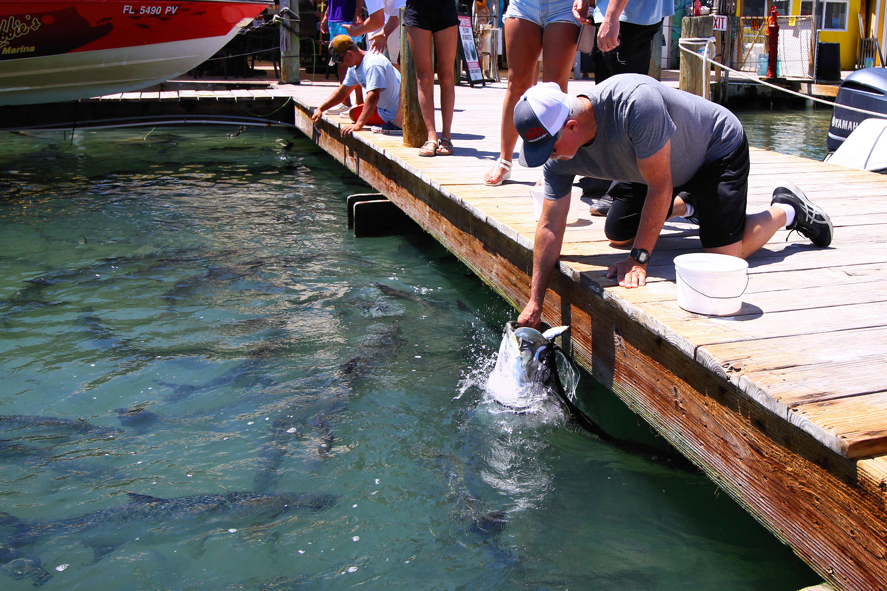 Image of tarpons