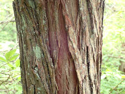 Image of Atlantic White Cedar