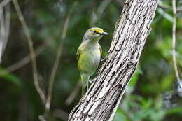 Слика од Vireo griseus (Boddaert 1783)