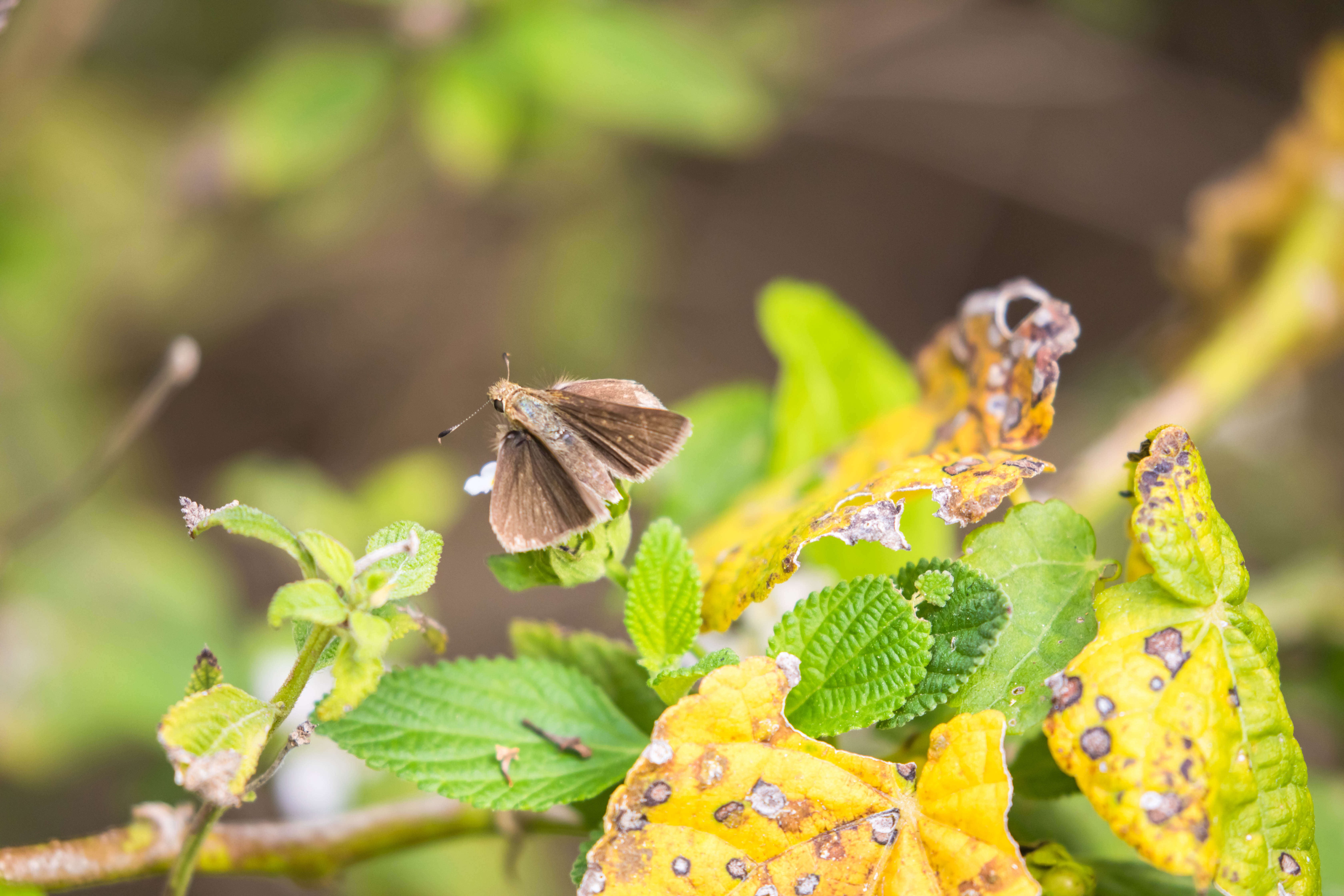 Image of Eufala Skipper