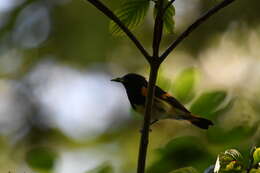 Image of American Redstart