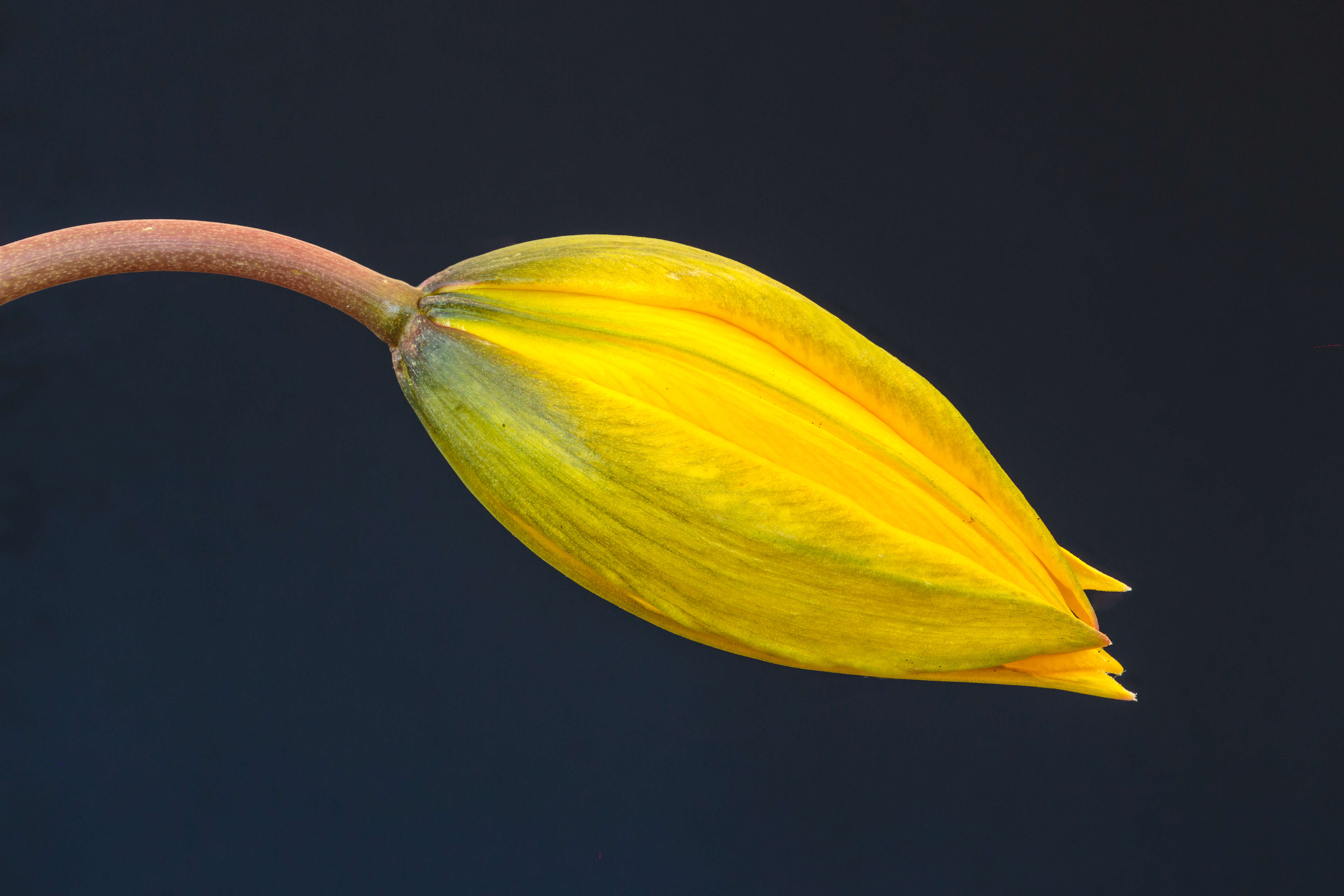 Image of Wild tulip