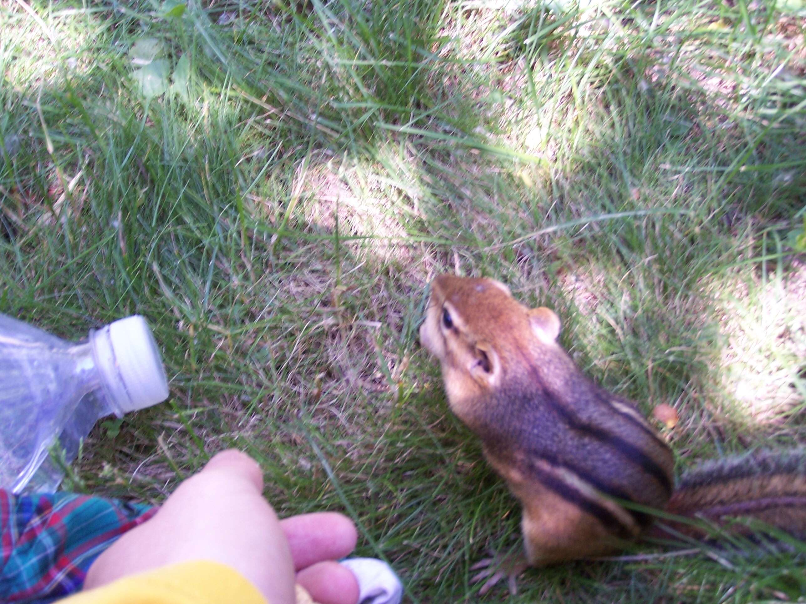 Image of Siberian Chipmunk