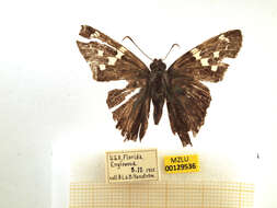 Image of Long-tailed Skipper