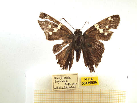 Image of Long-tailed Skipper