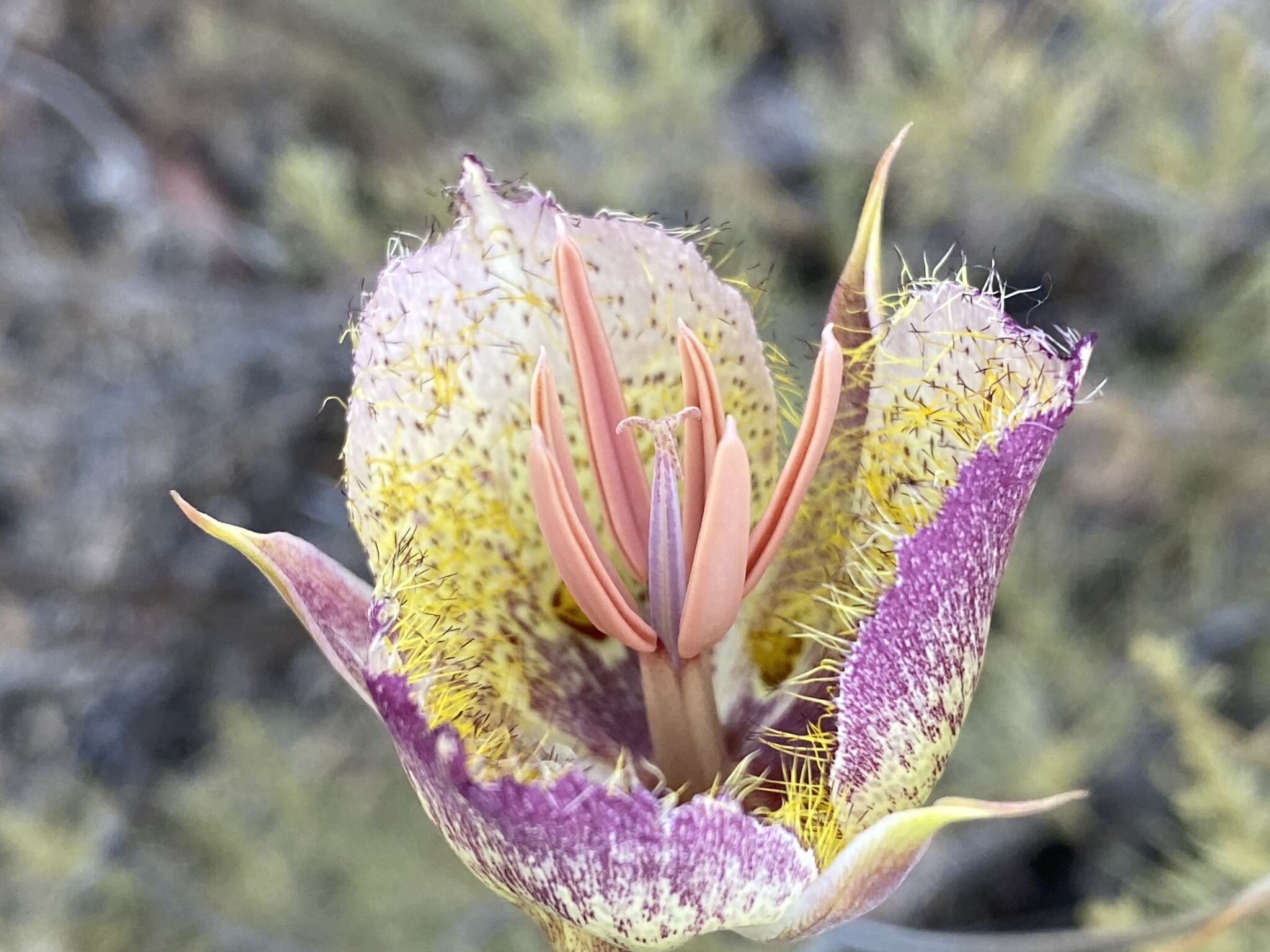 Image of Weed's mariposa lily