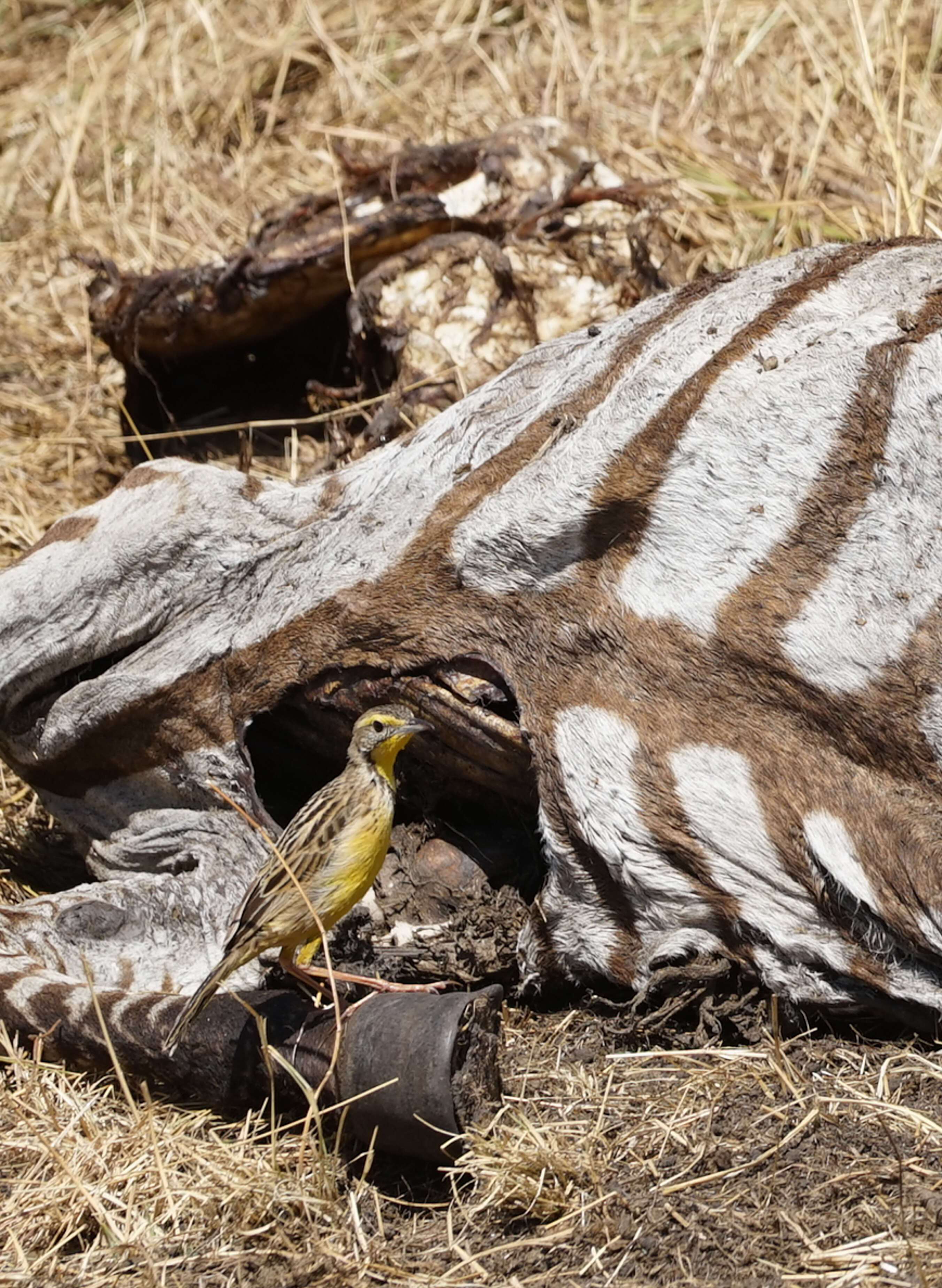 Image of Yellow-throated Longclaw