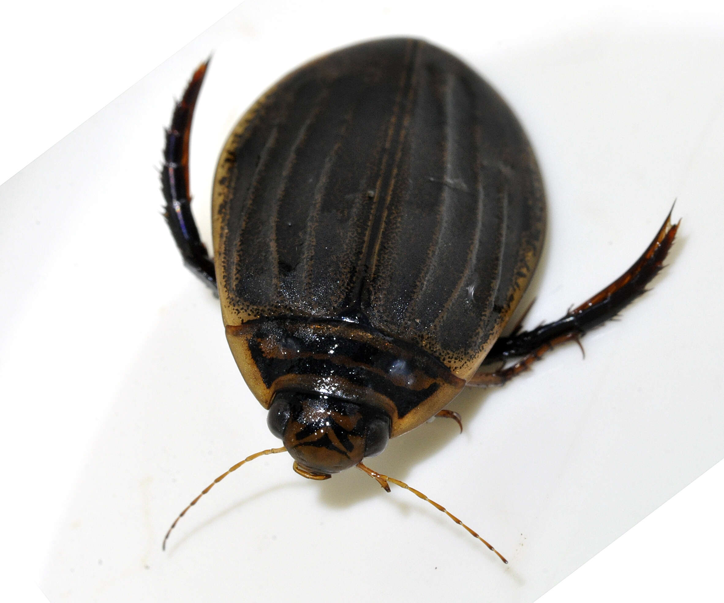 Image of Grooved Diving Beetle