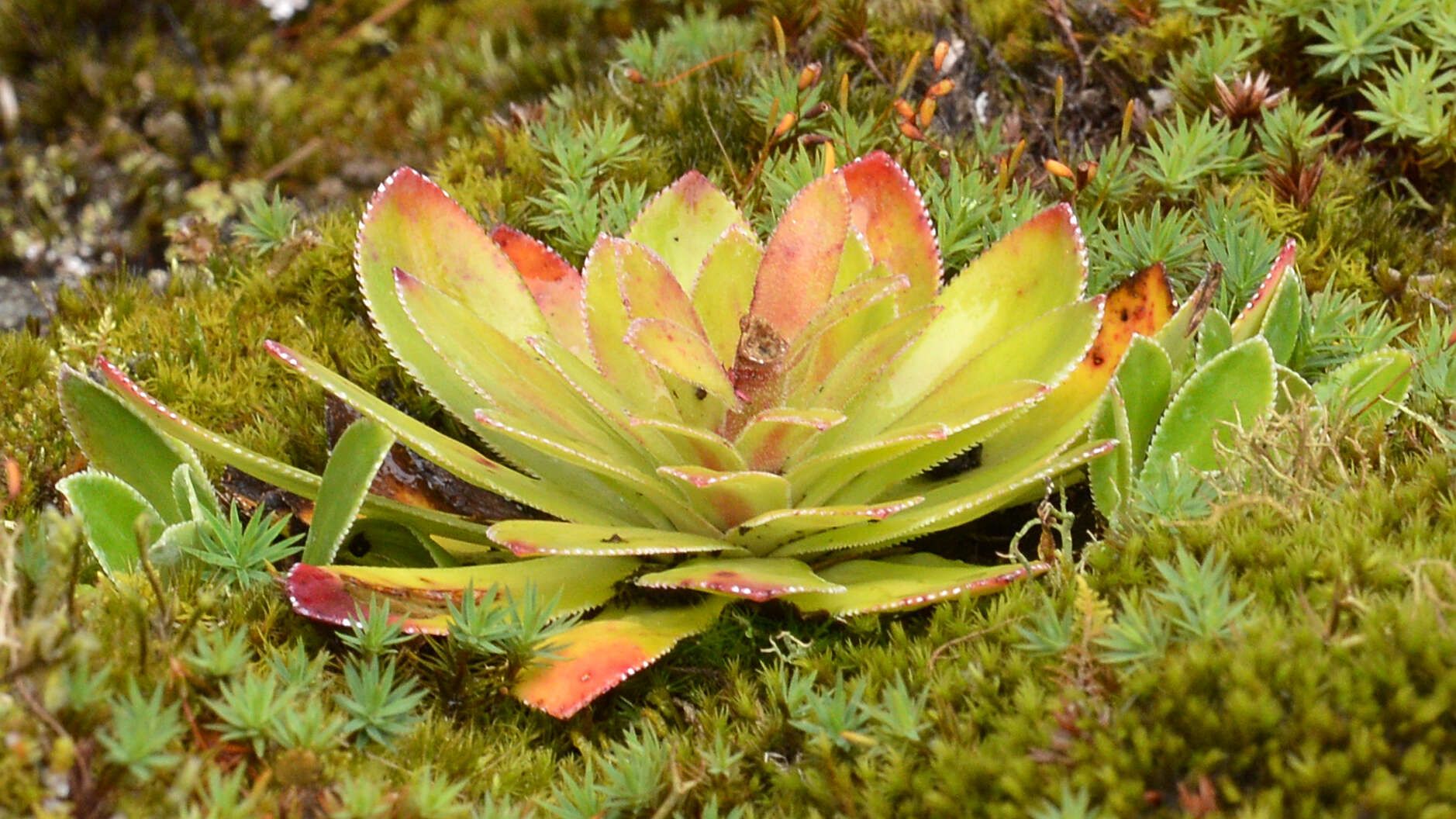 Image de Saxifraga cotyledon L.