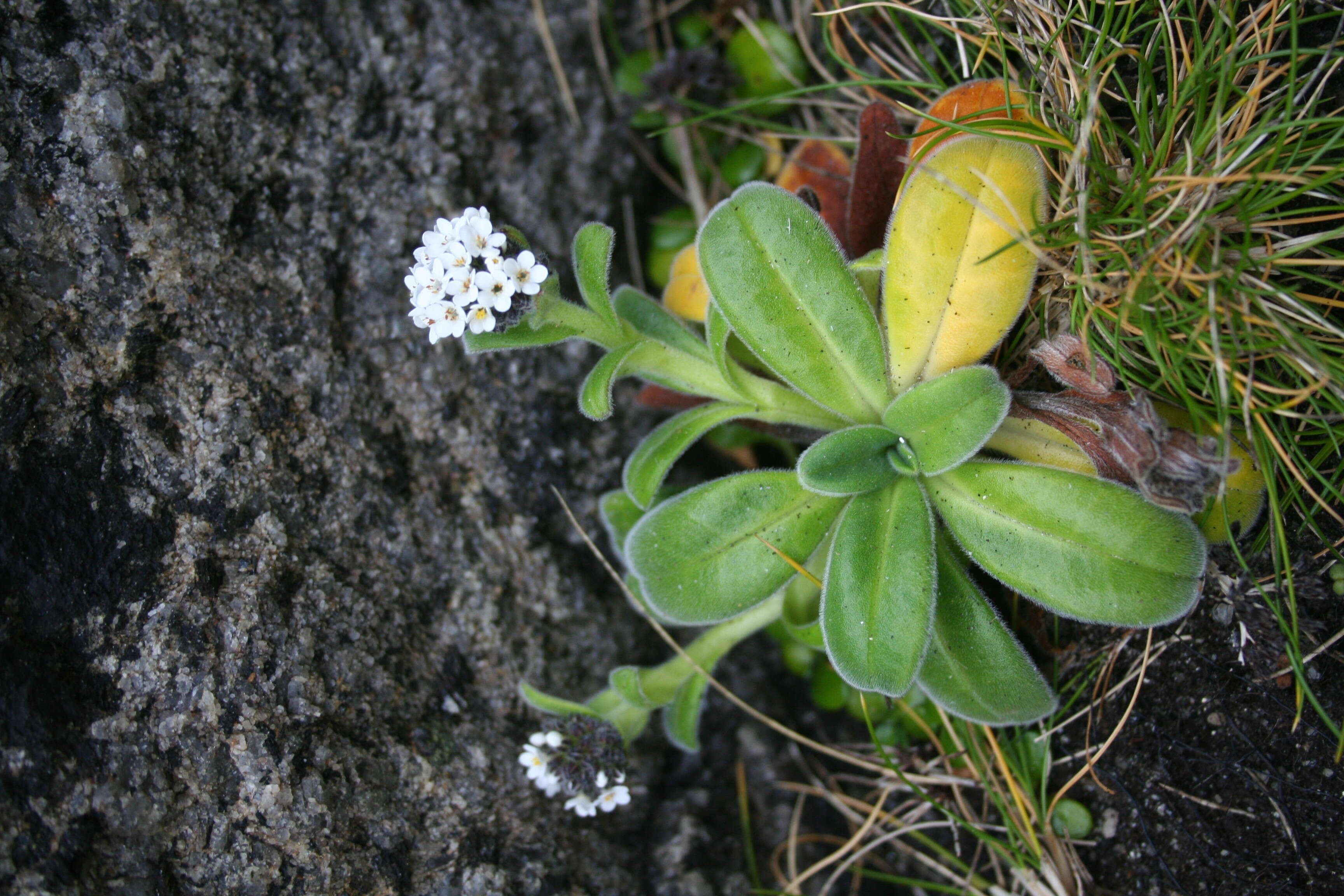 Image of Myosotis rakiura L. B. Moore