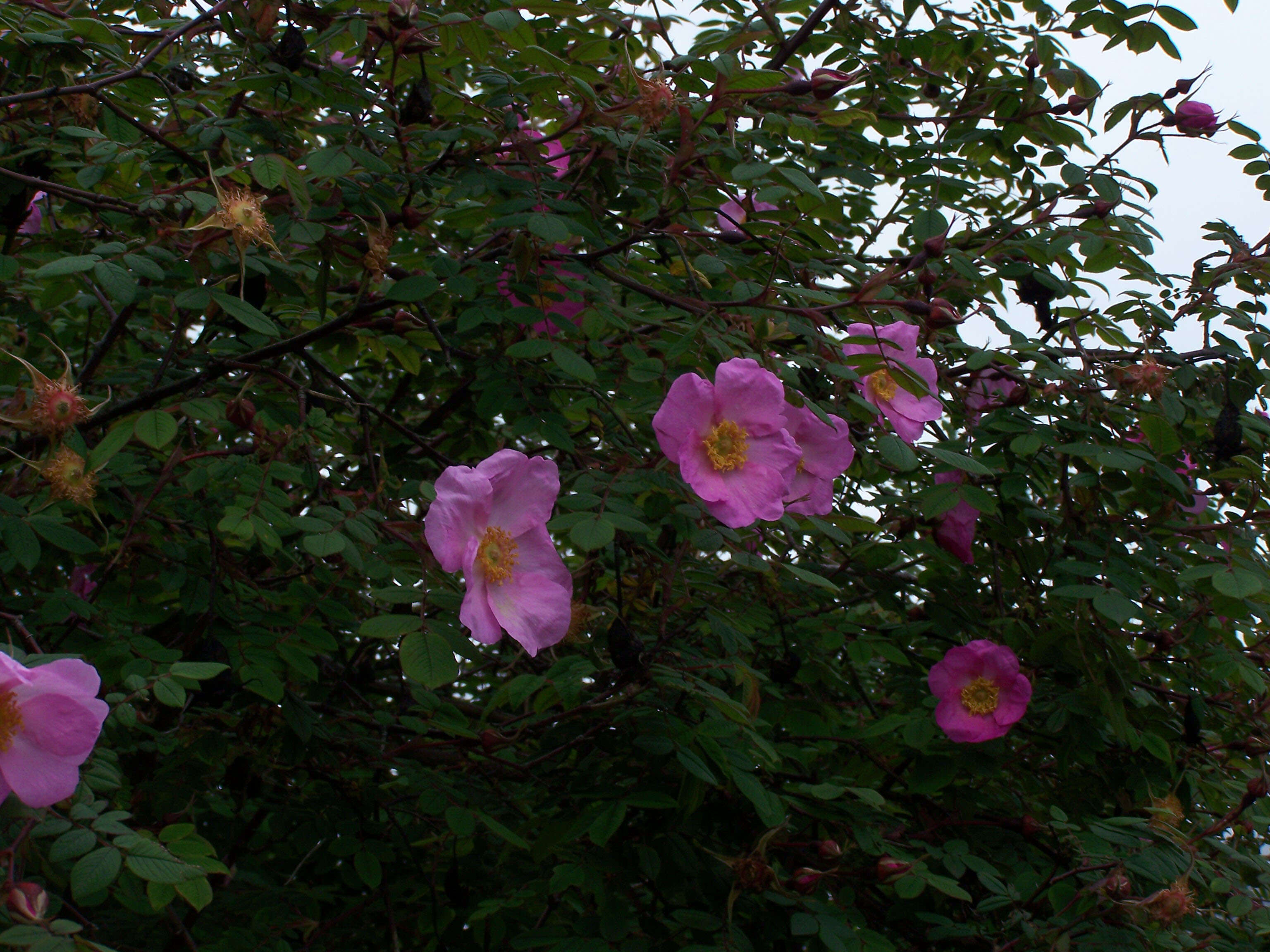 Image of Rosa macrophylla Lindl.