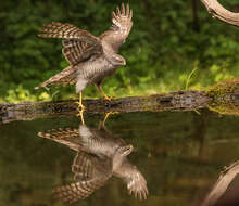 Image of Eurasian Sparrowhawk