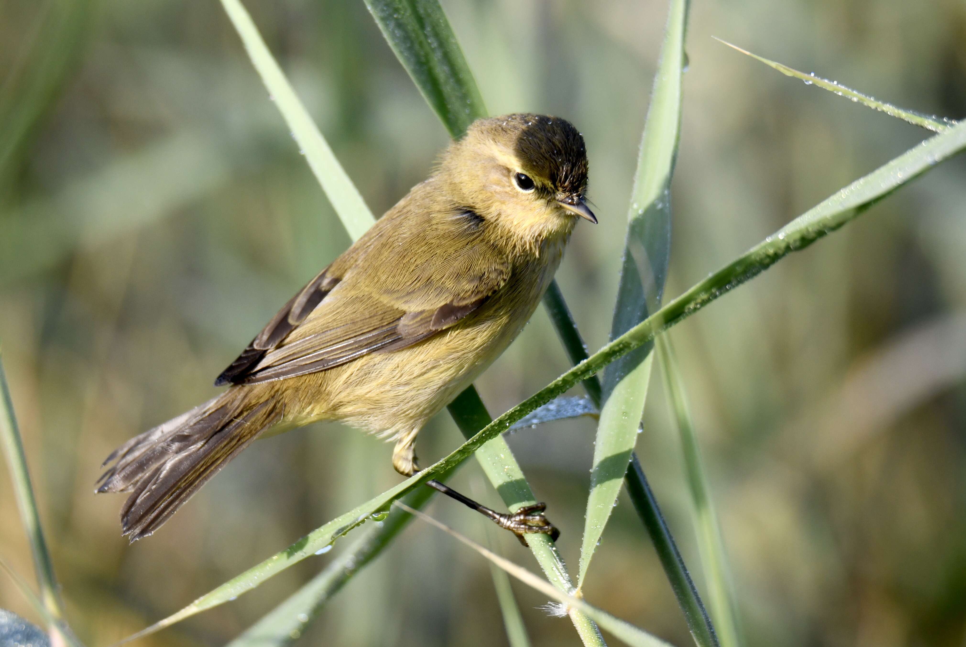 Image of Common Chiffchaff