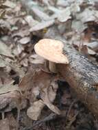 Image of Polyporus tuberaster (Jacq. ex Pers.) Fr. 1821