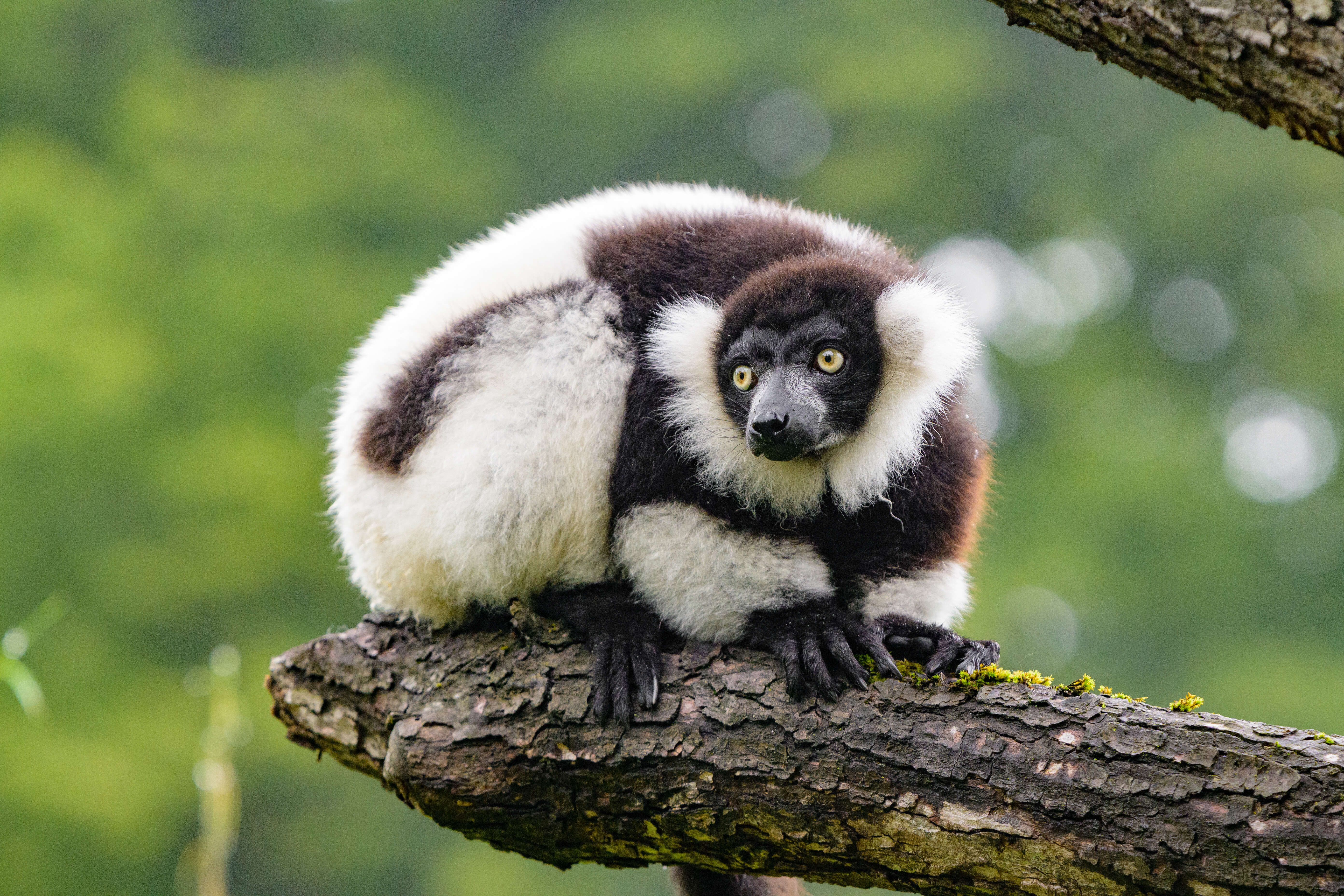 Image of Ruffed lemur