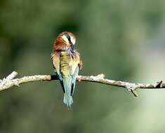 Image of bee-eater, european bee-eater