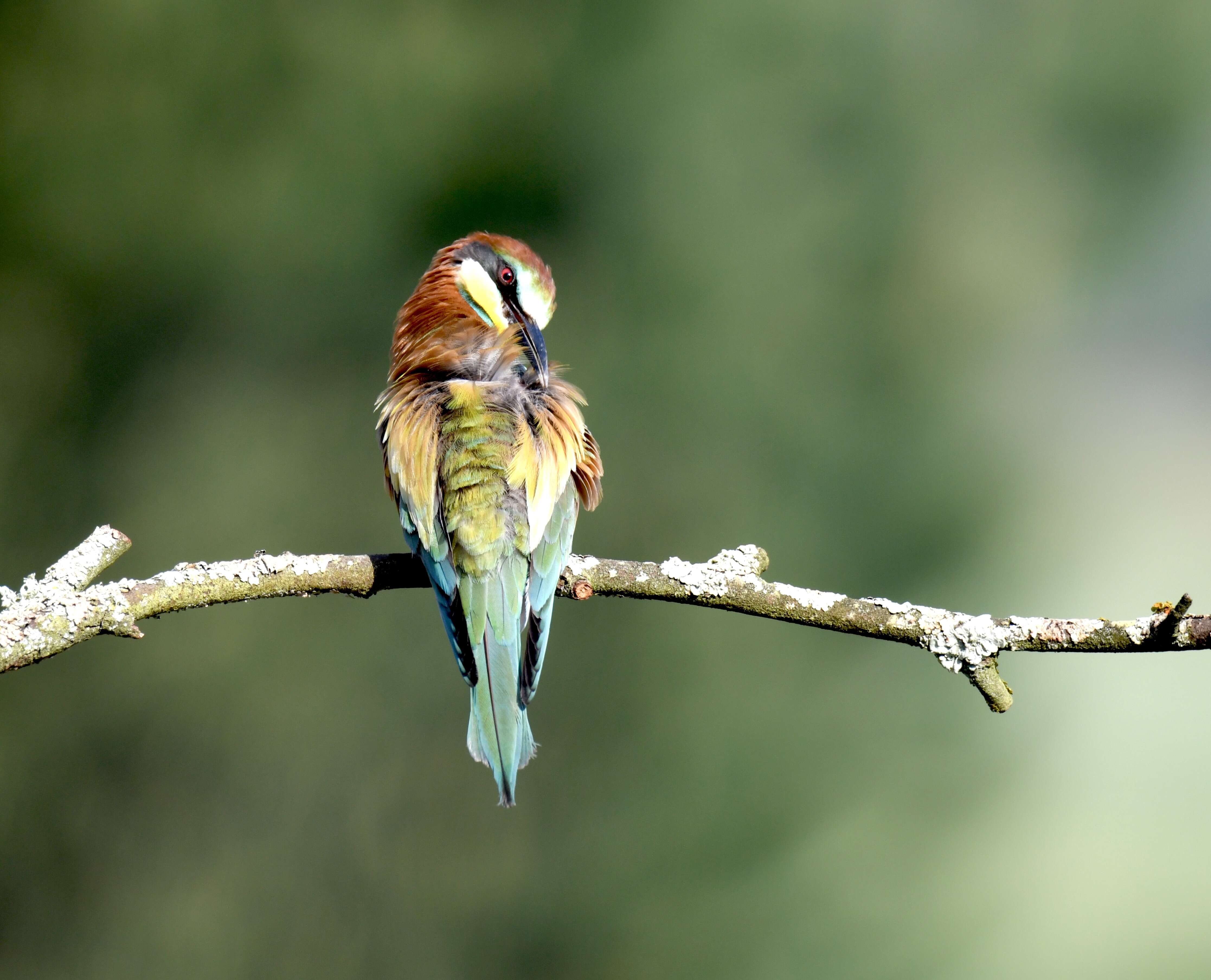 Image of bee-eater, european bee-eater