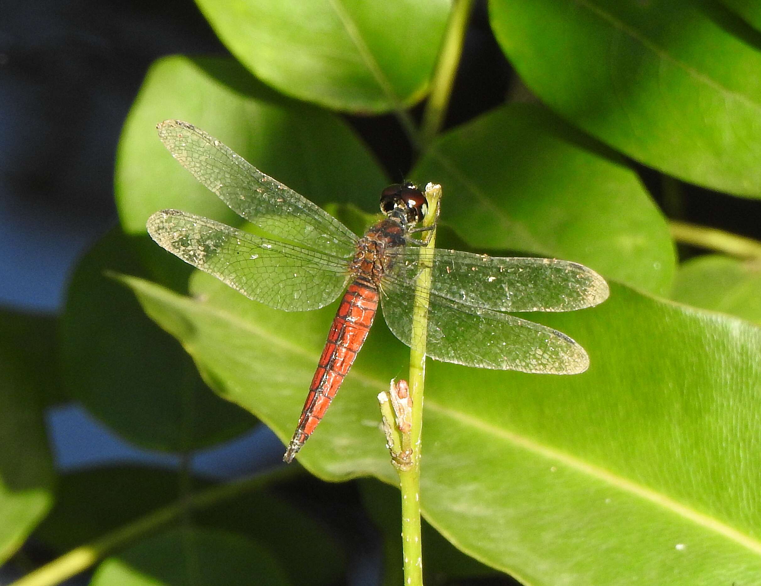 Image of little bloodtail