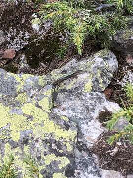 Image of Rock Lizard